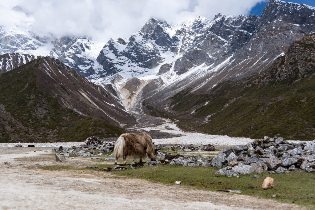 Manaslu Circuit Trek | Mokshya Trails