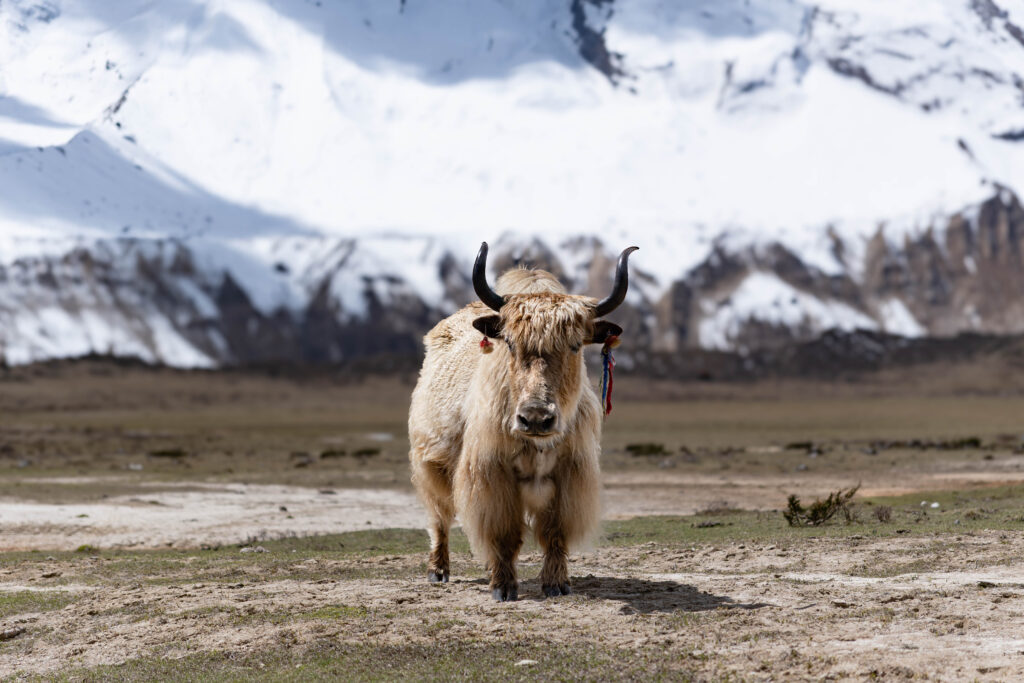Manaslu Circuit Trek | Mokshya Trails